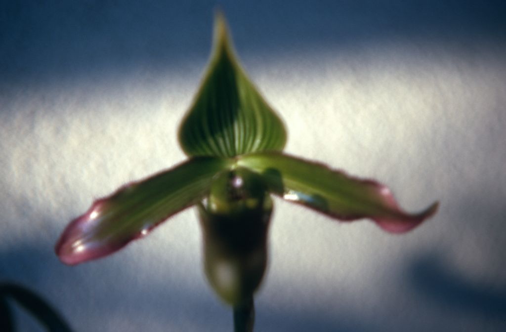 Paphiopedilum petri, January 1971, roll 197101H3 slide 4.  Species described in 1894.