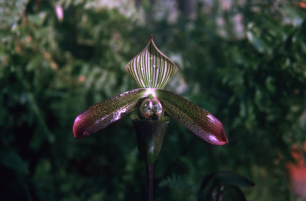 Paphiopedilum petri, December 1974, roll 197412H12 slide 26.  Species described in 1894.