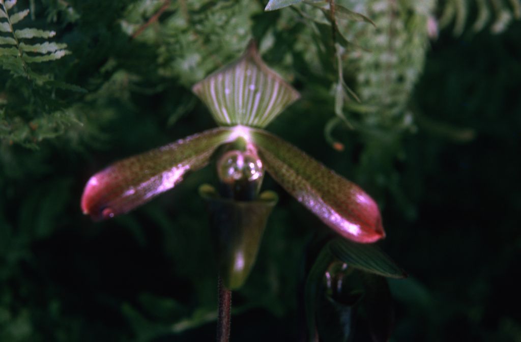 Paphiopedilum petri, December 1974, roll 197412H12 slide 27.  Species described in 1894.