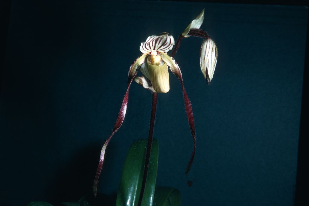 Paphiopedilum philippinense K68P1, March 1968, roll 196803H4 slide 33.  Species described in 1892.