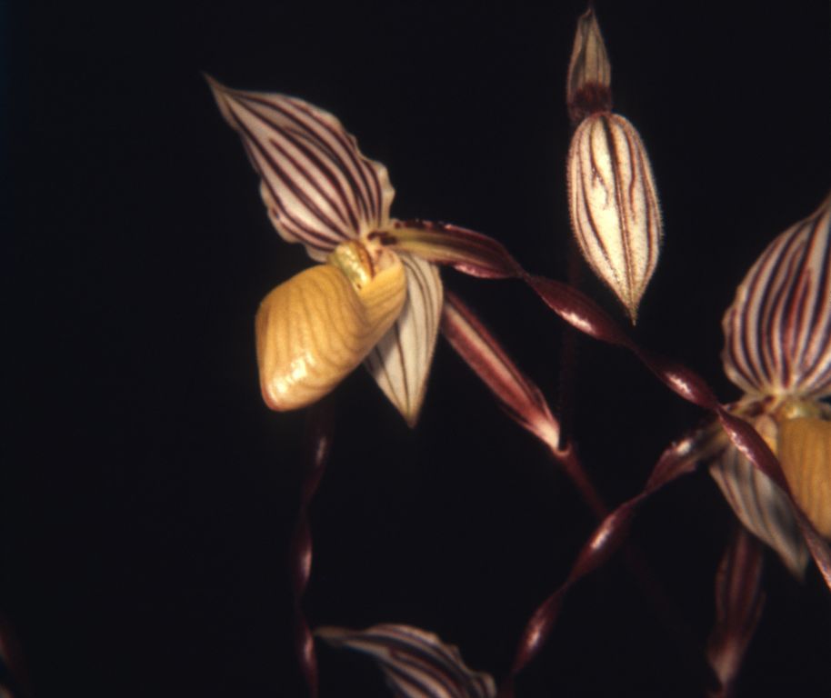 Paphiopedilum philippinense roebelinii, June 1969, roll 196906H10 slide 4, 126 format.  Species described in 1892.