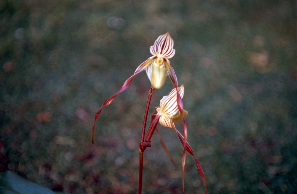 Paphiopedilum philippinense, May 1971, roll 197105H7 slide 5.  Species described in 1892.