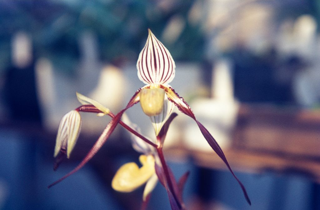 Paphiopedilum philippinense, May 1972, roll 197205 slide 8.  Species described in 1892.