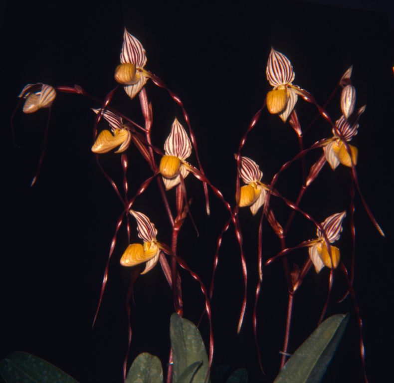 Paphiopedilum philippinense, Program 2 slide 9, June 1969, roll 196906H10 slide2.  Species described in 1892.