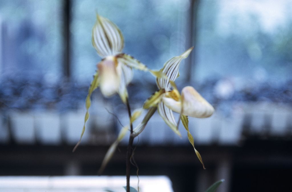 Paphiopedilum praestans, Ray Rands, March 1972, roll 197203H7 slide 17.  Species described in 1894.