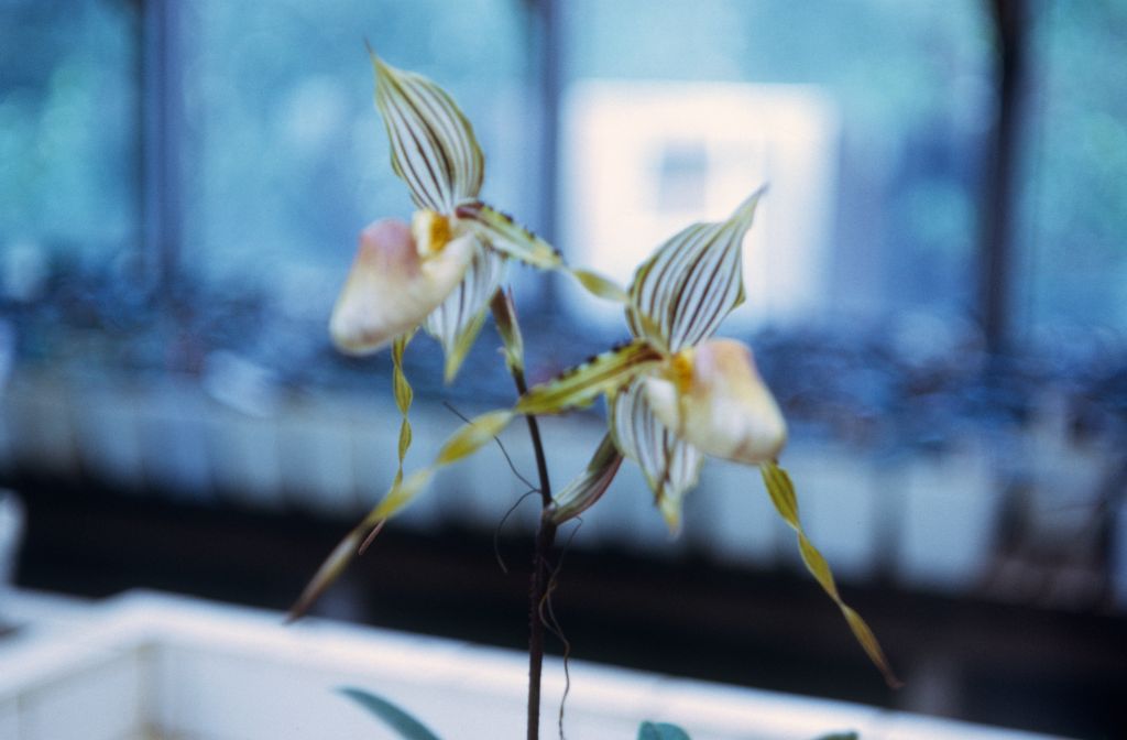 Paphiopedilum praestans, Ray Rands, March 1972, roll 197203H7 slide 18.  Species described in 1894.