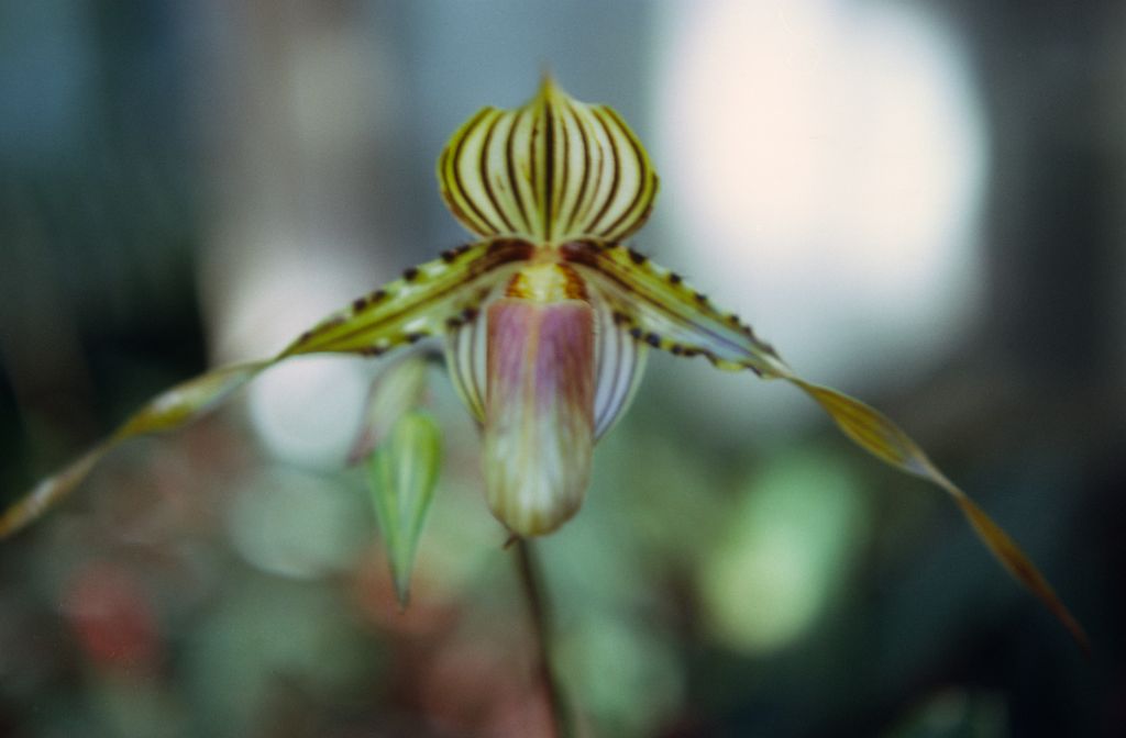 Paphiopedilum praestans, Ray Rands, March 1972, roll 197203H7 slide 1.  Species described in 1894.