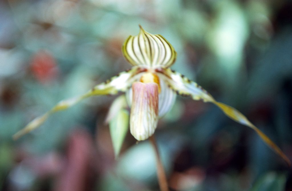 Paphiopedilum praestans, Ray Rands, March 1972, roll 197203H7 slide 2.  Species described in 1894.