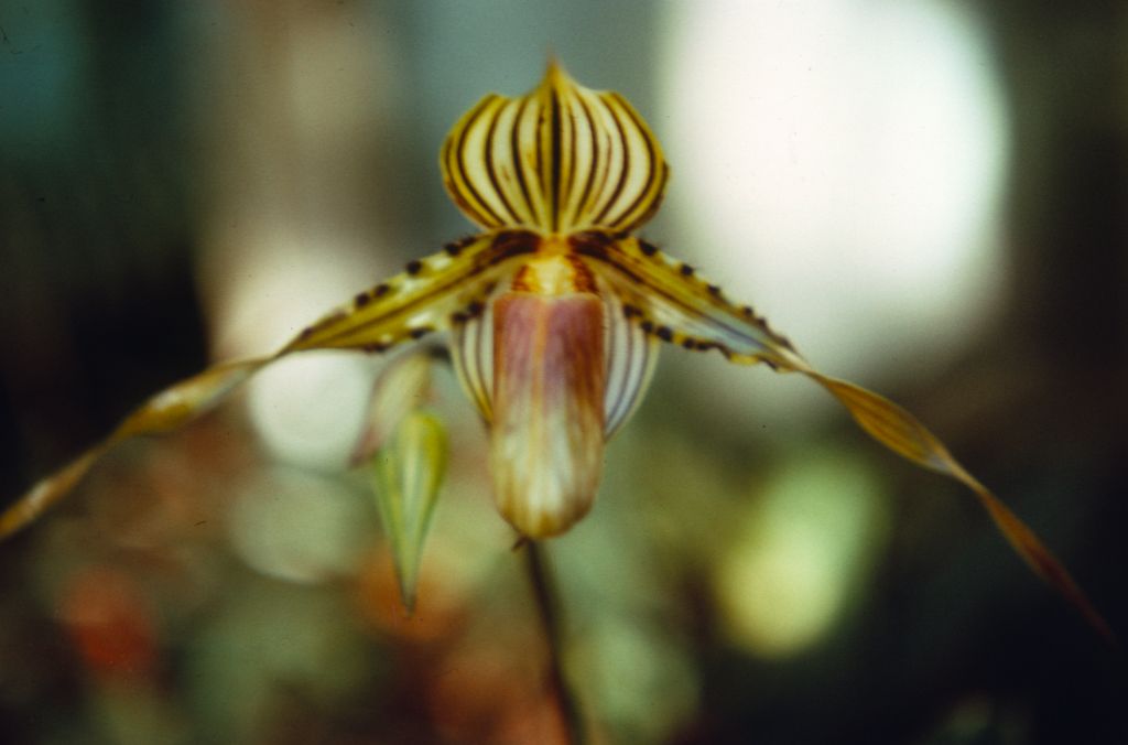 Paphiopedilum praestans, Duplicate Slide 8, made April 1972, roll 197204P15.  Species described in 1894.