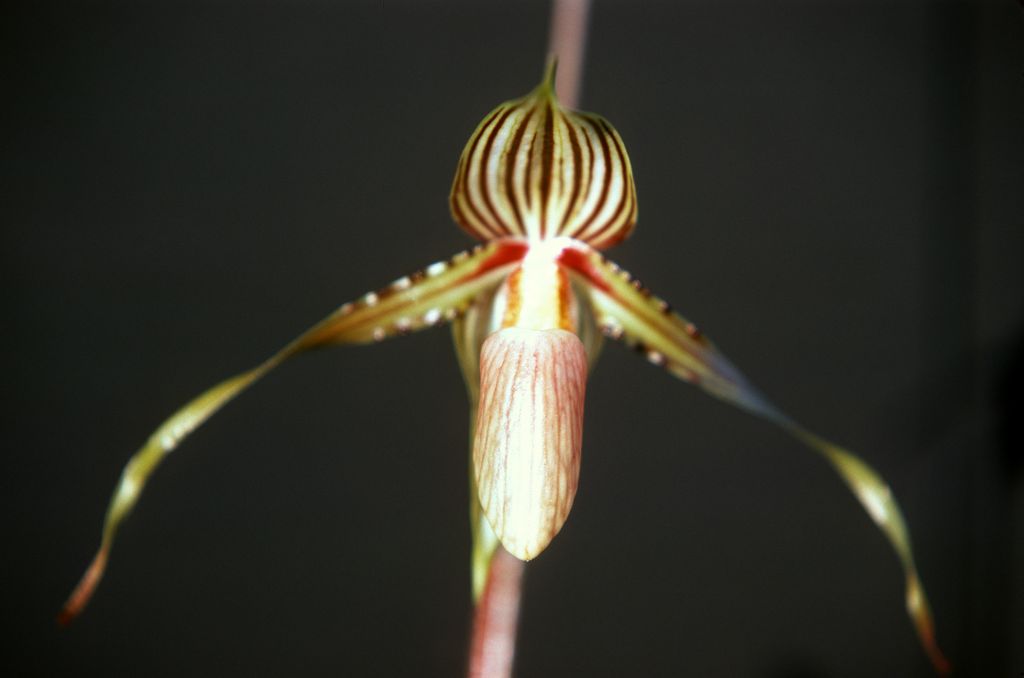 Paphiopedilum praestans, May 1977, roll 197705H2red slide 8.  Species described in 1894.