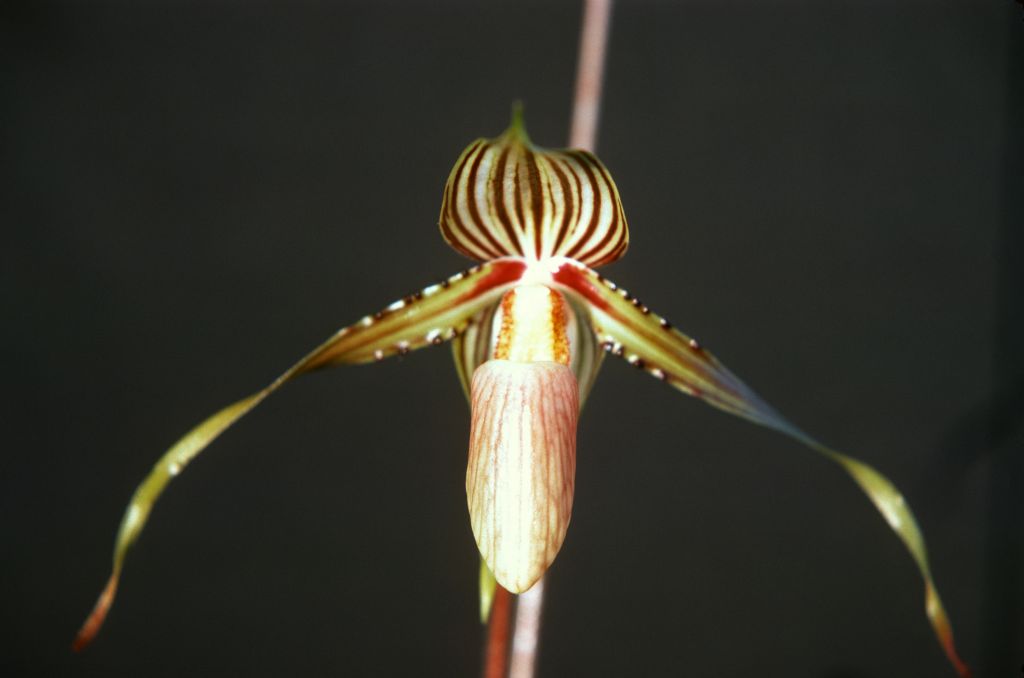Paphiopedilum praestans, May 1977, roll 197705H2red slide 9.  Species described in 1894.