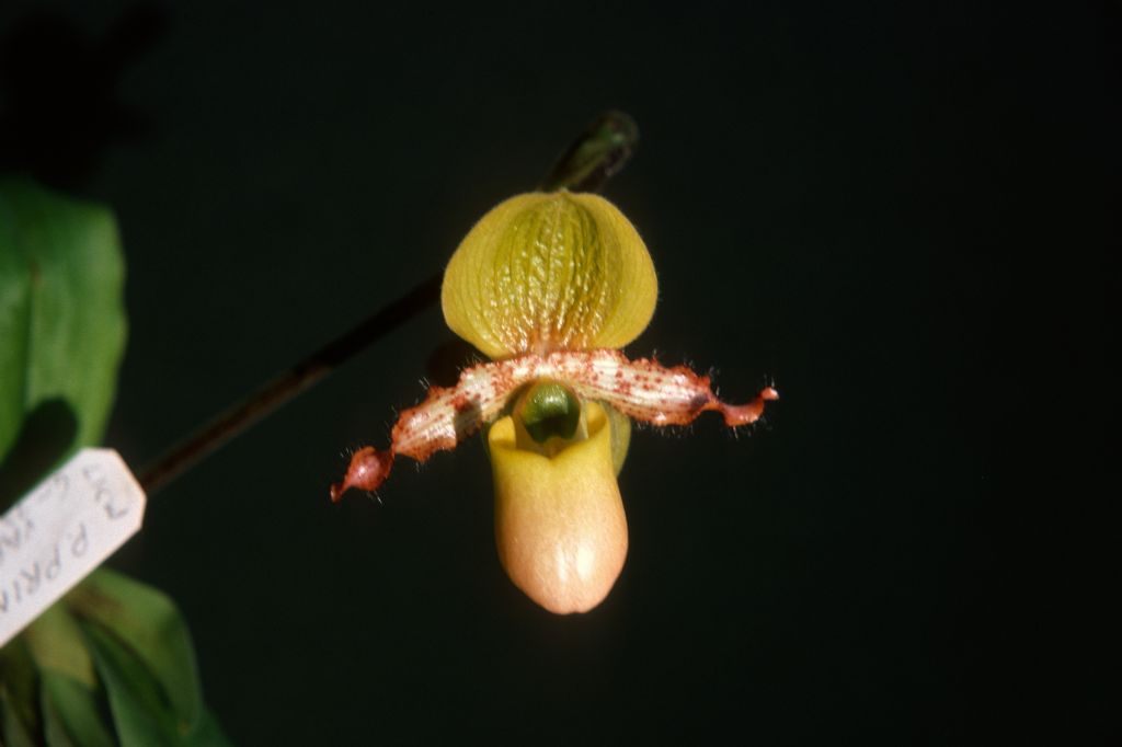 Paphiopedilum primulinum purpurascens, December 1975, roll 197512H7 slide 10.  Species described in 1973 from material collected collected about 1971 in Sumatra.