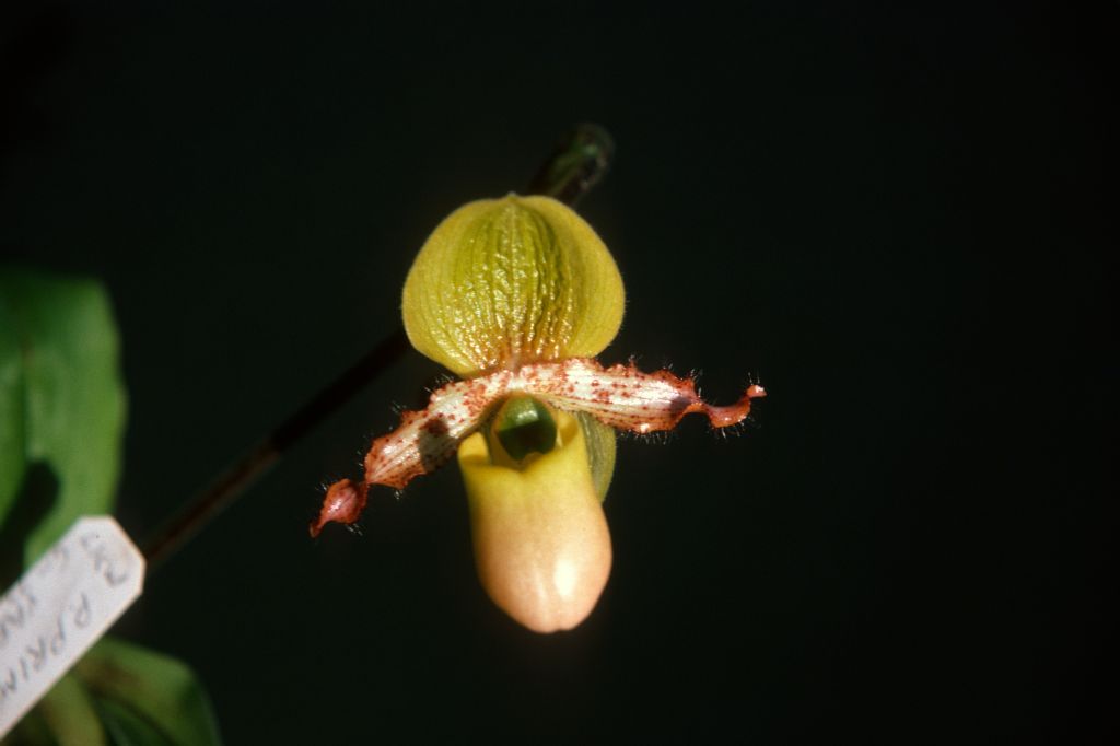Paphiopedilum primulinum purpurascens, December 1975, roll 197512H7 slide 9.  Species described in 1973 from material collected collected about 1971 in Sumatra.
