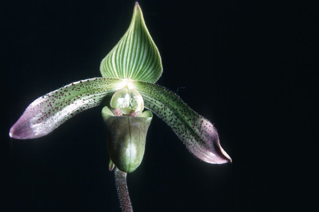 Paphiopedilum "virens", [from] Lim Khe We via Rands, R68J1, October 1968, roll 196810H8 slide 19.  The collection number indicates the plant was acquired by Ray Rands in 1968, imported from Java.  Species described in 1894.  However, this specimen is more likely the form that was later distinguished by Jack Fowlie as Paph. purpurascens, based on the staminode, the drooping petals, and other features.
