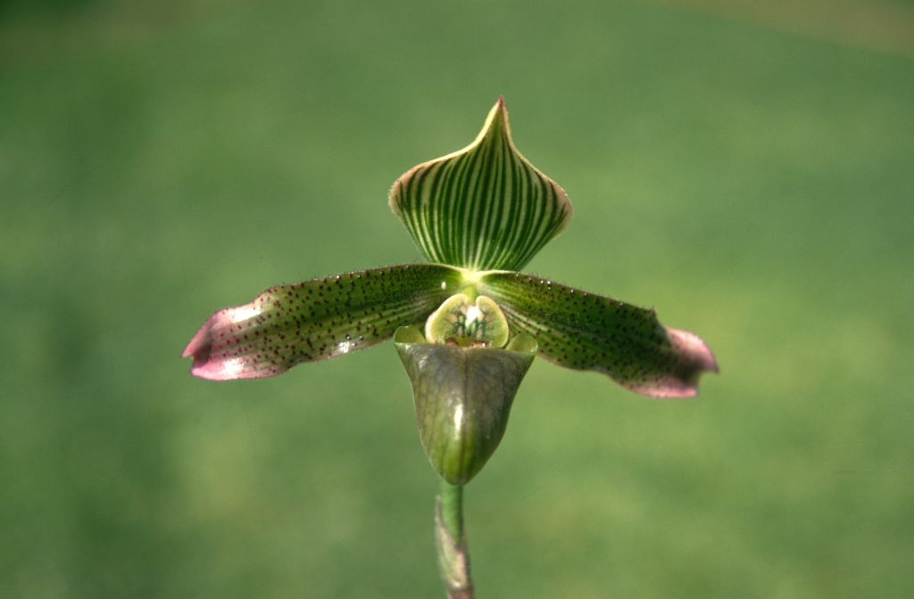 Paphiopedilum "virens" 'A', May 1970, roll 197005H4 slide 6.  Species described in 1894.  However, this is almost certainly another example of what Jack Fowlie distinguished as Paph. purpurascens, based on the staminode and other features.