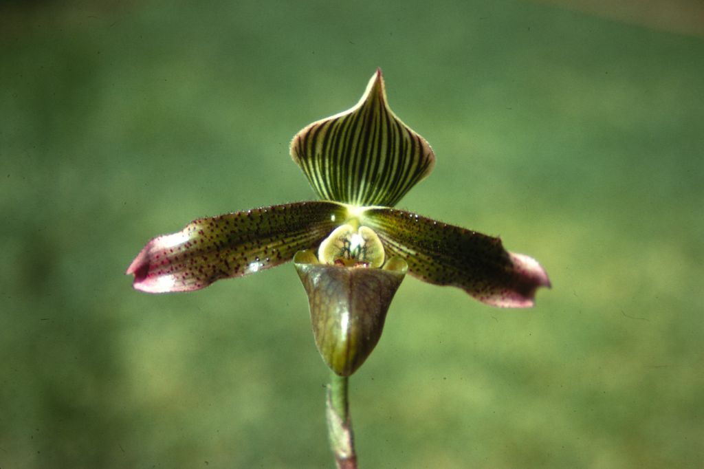 Paphiopedilum "virens" 'A', Duplicate Slide 16, made January 1971, roll 197101H8..  Species described in 1894.  However, this is almost certainly another example of what Jack Fowlie distinguished as Paph. purpurascens, based on the staminode and other features.