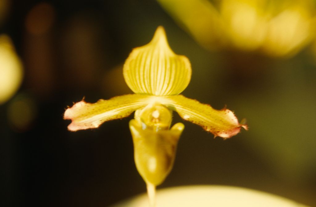 Paphiopedilum "virens", arboretum (i.e., in the collection of the Los Angeles State and County Arboretum), February 1972, roll 197202H5 slide 1.  Species described in 1894.  However, this is almost certainly another example of what Jack Fowlie distinguished as Paph. purpurascens, based on the staminode and other features.  By 1972, the Arboretum collection included both the "true" Paph. virens (Cryder's #208-A) and a different form that was eventually described as Paph. purpurascens (the 'Hilberg' cultivar).