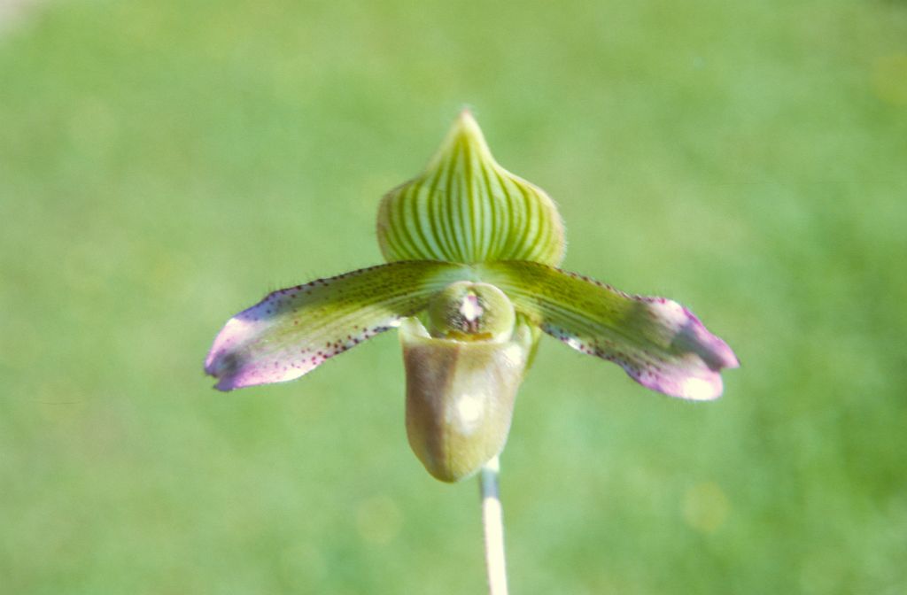 Paphiopedilum "virens" 'Hilberg', April 1972, roll 197204H7 slide 9.  Species described in 1894.  However, the 'Hilberg' cultivar is certainly the one acquired in by Jack Fowlie in 1966 from Torberg Hilberg (Denmark), grown at the Los Angeles State and County Arboretum, and serving for the description of Paph. purpurascens in 1974.