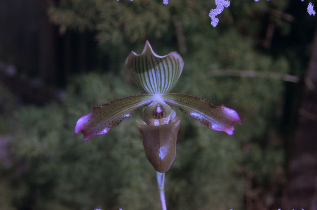Paphiopedilum purpurascens, June 1973, roll 197306H12 slide 3.  Species described in 1974 from cultivated material received in 1966 (at the time considered Paph. virens 'Hilberg', H66B1) by Jack Fowlie.