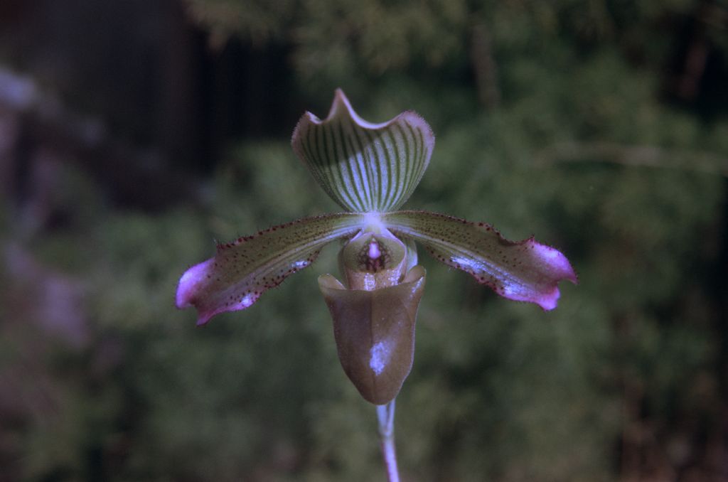 Paphiopedilum purpurascens, June 1973, roll 197306H12 slide 4.  Species described in 1974 from cultivated material received in 1966 (at the time considered Paph. virens 'Hilberg', H66B1) by Jack Fowlie.