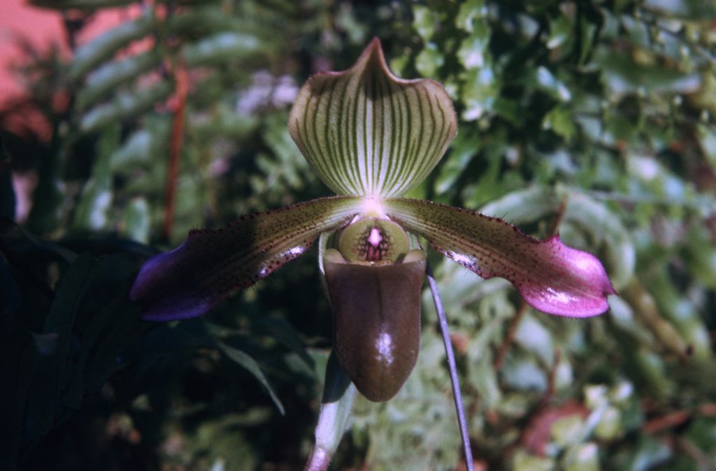 Paphiopedilum purpurascens, November 1974, roll 197411H1 slide 16.  Species described in 1974 from cultivated material received in 1966 (at the time considered Paph. virens 'Hilberg', H66B1) by Jack Fowlie.