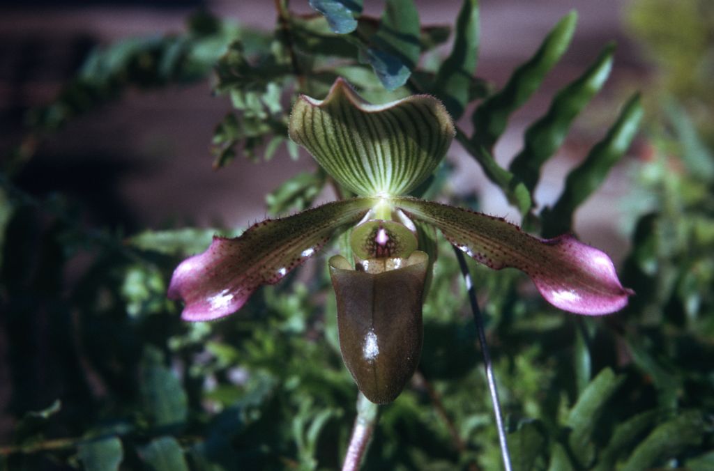 Paphiopedilum purpurascens, November 1974, roll 197411H1 slide 17.  Species described in 1974 from cultivated material received in 1966 (at the time considered Paph. virens 'Hilberg', H66B1) by Jack Fowlie.