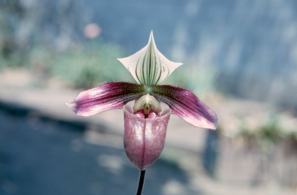 Paphiopedilum purpuratum, October 1963, roll 196310H slide 2.  Species described in 1892.