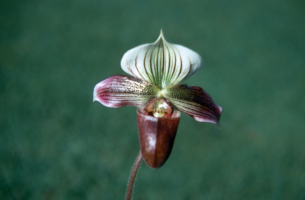 Paphiopedilum purpuratum 'Oriental Splendor', November 1970, roll 197011H4 slide 16.  Species described in 1892.