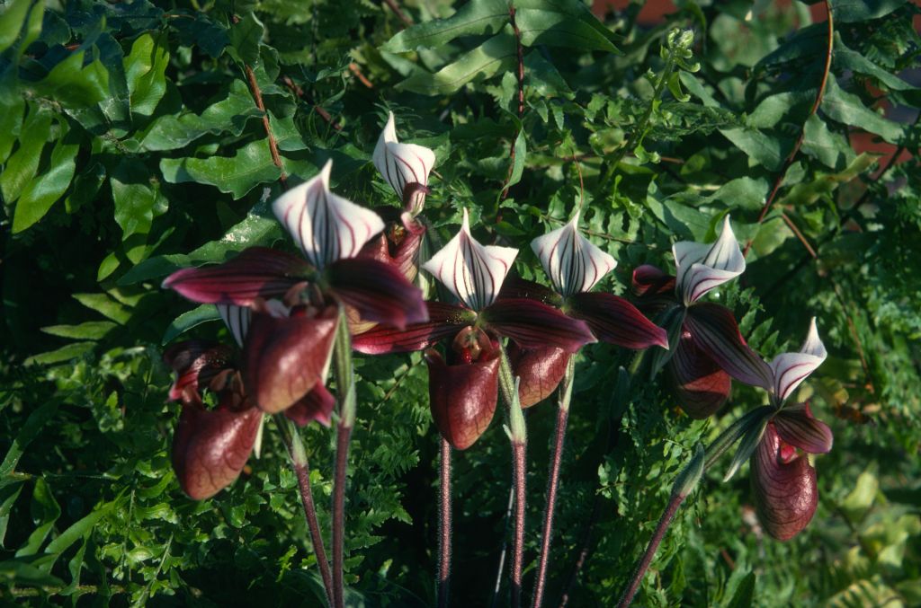 Paphiopedilum purpuratum 'Carimo', January 1975, roll 197501H7 slide 12.  Species described in 1892.