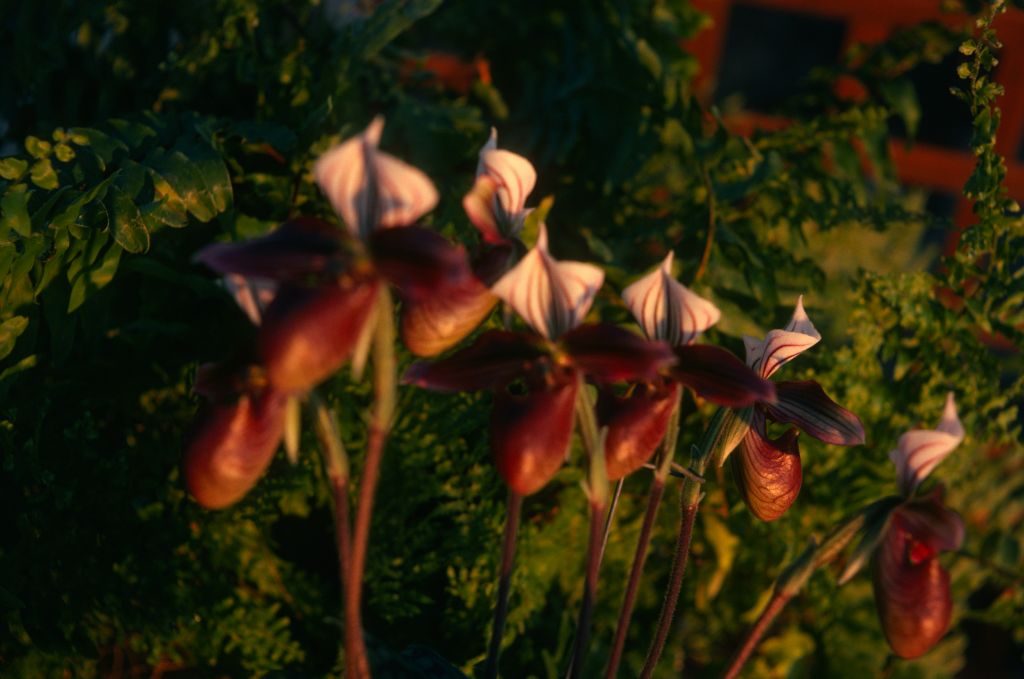 Paphiopedilum purpuratum 'Carimo', January 1975, roll 197501H7 slide 8.  Species described in 1892.