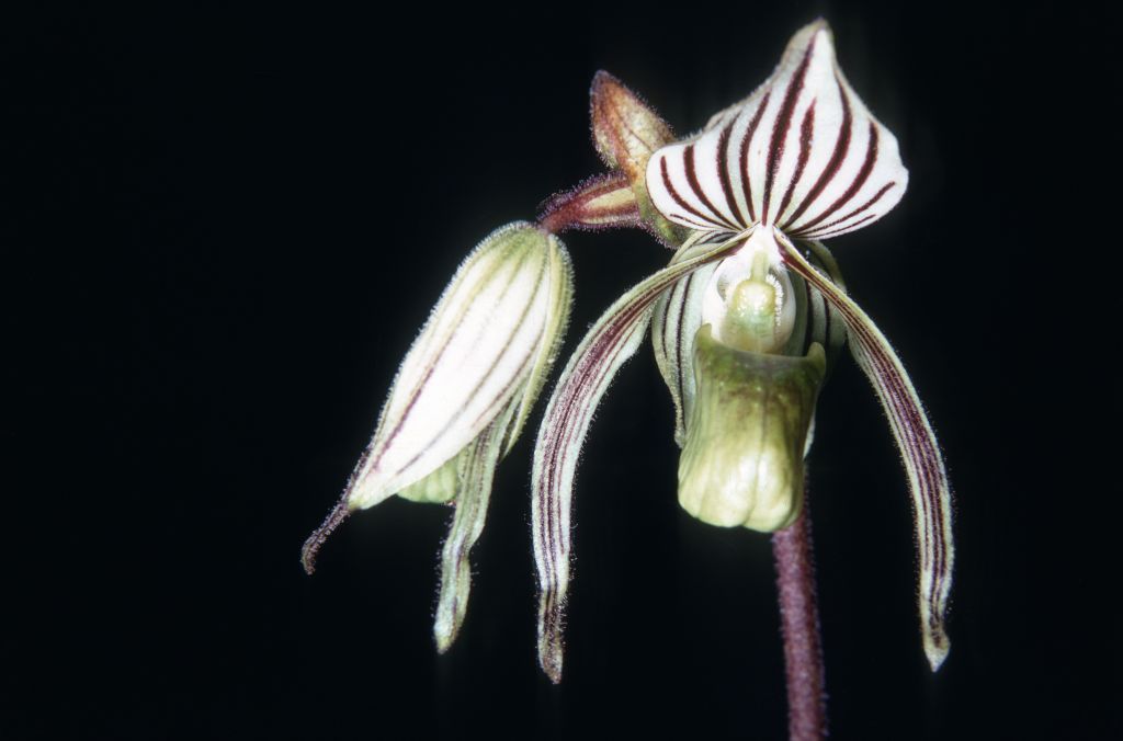Paphiopedilum randsii R68P2, Agusan, Mindanao, Philippines, June 1968, roll 196806H6 slide 4.  The collection number indicates this plant was imported by Ray Rands from Agusan, Mindanao, in the Philippines, in 1968, and the species was described from this plant.  This photo shows the same plant and flowering shown in the first publication, Orchid Digest 33(10):321-322 (December, 1969).
