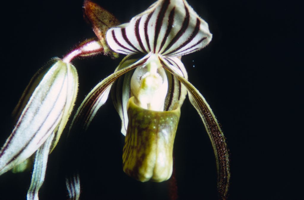 Paphiopedilum randsii, Duplicate Slide 9, made March 1971, roll 197103P15.  The species was described from this plant.  This photo shows the same plant and flowering shown in the first publication, Orchid Digest 33(10):321-322 (December, 1969).