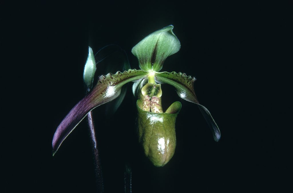 Paphiopedilum robinsonii K68U1, March 1968, roll 196803H4 slide 26.  Species described in 1924.