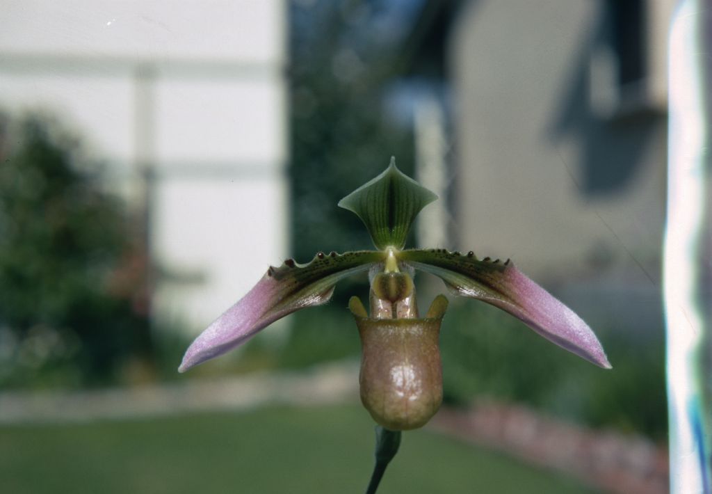Paphiopedilum robinsonii, February 1970, roll 197002H6 slide 20.  Species described in 1924.