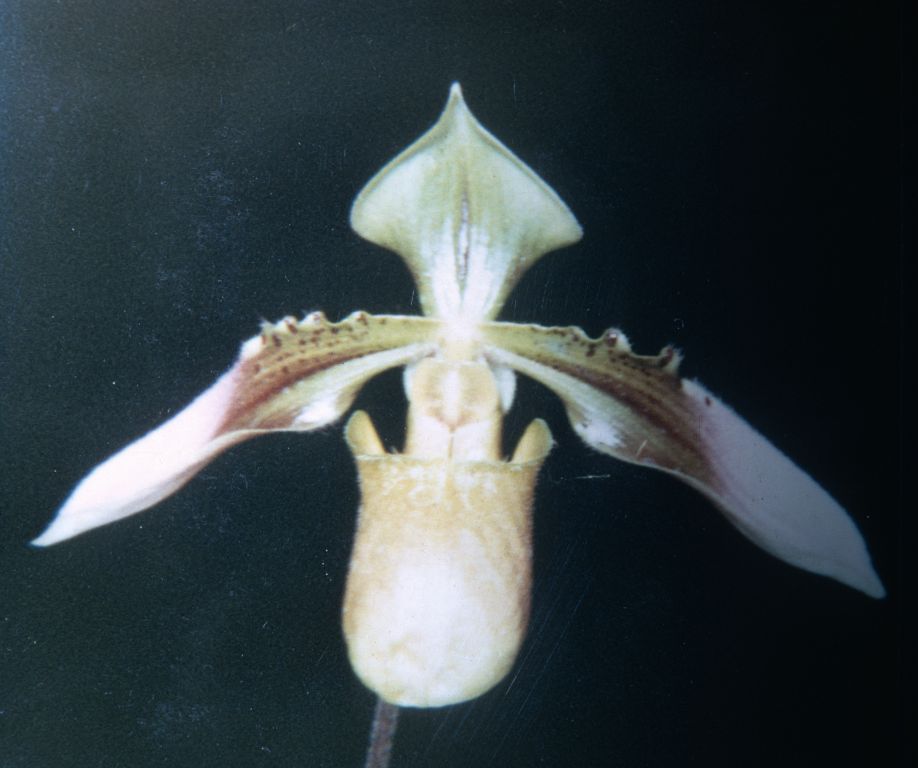 Paphiopedilum robinsonii, May 1970, roll 197005P7 slide 11.  Species described in 1924.