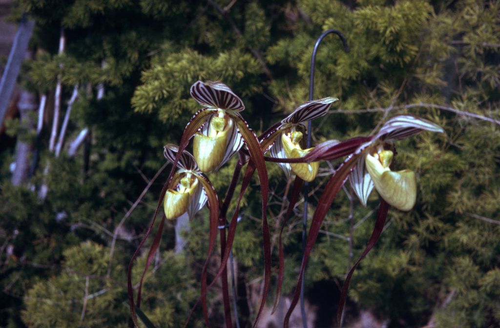 Paphiopedilum roebelenii, May 1974, roll 197405H12 slide 14.  Species described in 1894.