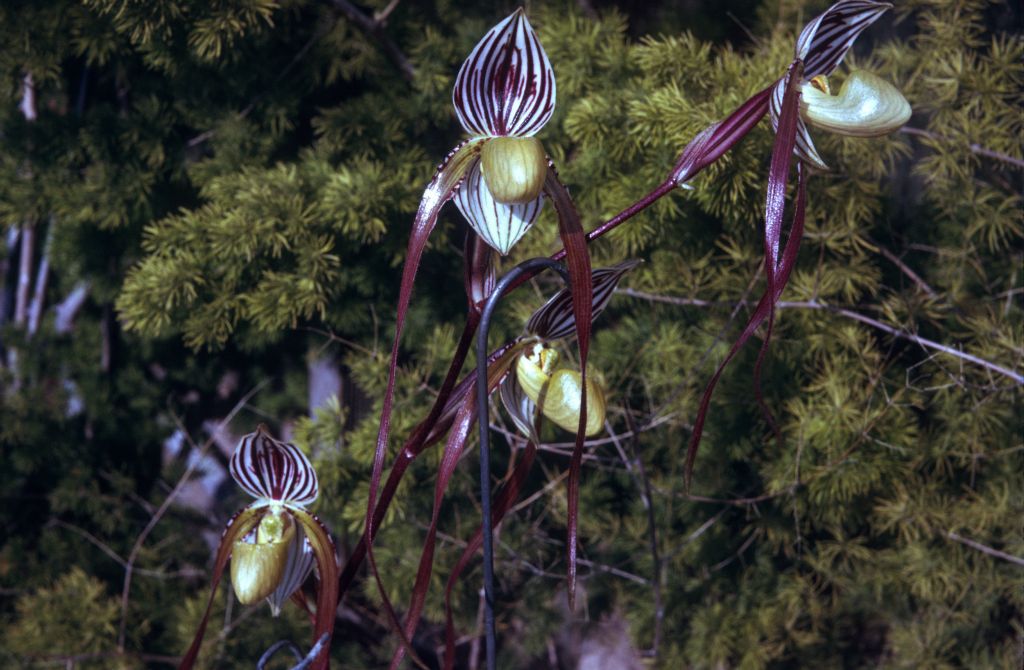 Paphiopedilum roebelenii, May 1974, roll 197405H12 slide 15.  Species described in 1894.