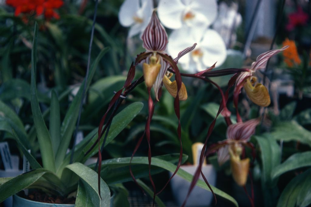Paphiopedilum roebelinii, July 1974, roll 197407H4 slide 8.  Species described in 1894.