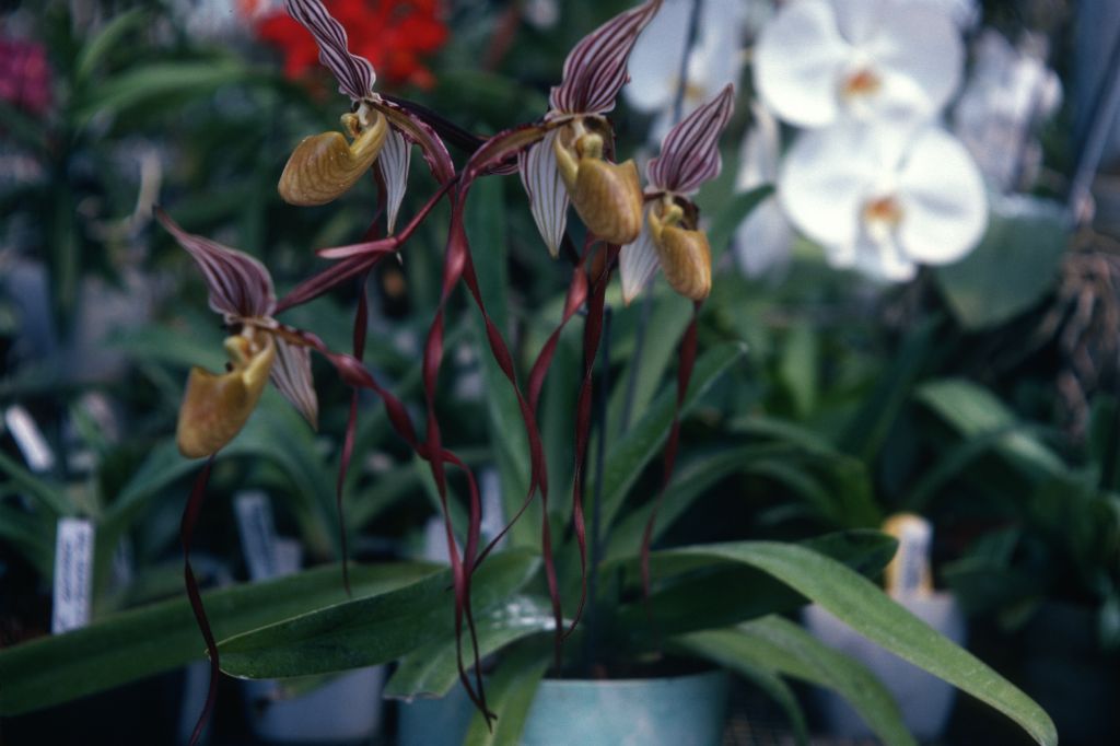 Paphiopedilum roebelinii, July 1974, roll 197407H4 slide 9.  Species described in 1894.