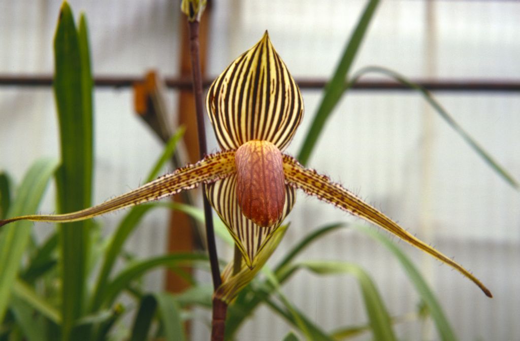 Paphiopedilum rothschildianum, Norris Powell's, July 1967, roll 196707H3 slide 10.  Species described in 1892.