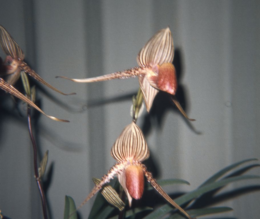 Paphiopedilum rothschildianum ['Cowan'], "Lloyd DeGarmo, plant of Lee Lenz", at the Southland Orchid Show and 13th Western Orchid Congress, Arcadia, CA, April 4, 1968, roll 196804 slide 12, 126 format.  The plant received CCM/AOS, AOS records credit it to Lee W. Lenz, with cultivar name 'Cowan'.  DeGarmo probably took the picture of the awarded plant at the show, and the Keyes obtained the slide from him.  This is not the award slide; another slide from the Keyes collection is a duplicate of the official award slide found at the Huntington Botanical Center.