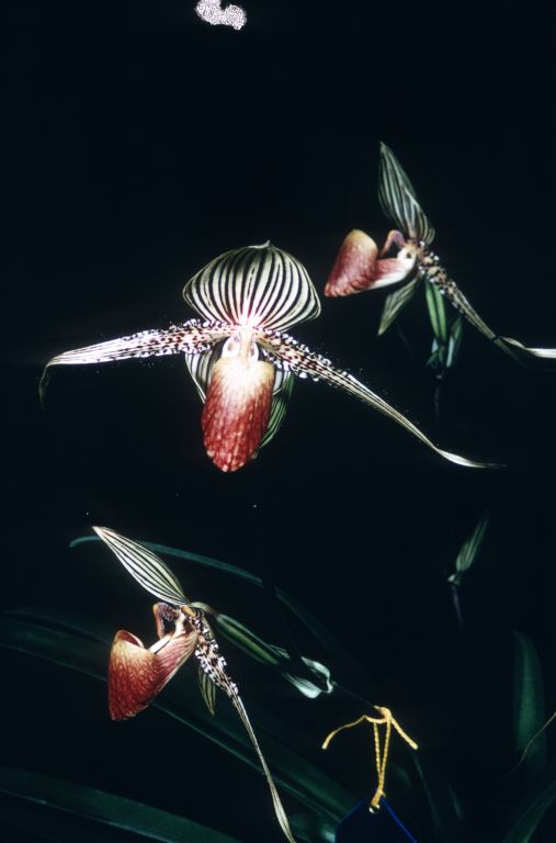 Paphiopedilum rothschildianum ['Cowan'], Duplicate Slide 15, made May 1968, copy of the award slide, CCM/AOS, April 4, 1968, Southland Orchid Show and 13th Western Orchid Congress, Arcadia, CA, exhibited by Lee W. Lenz, Claremont, CA.