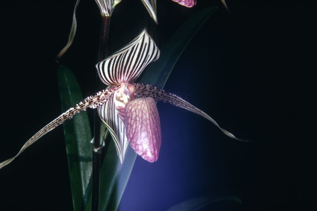 Paphiopedilum rothschildianum 'Charles E.' K70U1, August 1970, roll 197008 slide 7.  The same cultivar has been listed as 'Charles Edwards' and 'Charles Edwin Edwards', with the species either as rothschildianum or elliottianum.  The earliest award was HCC/AOS HCC/ODC, as rothschildianum, July 20, 1965, at Oakland monthly judging, Oakland, CA, exhibited by Mr. and Mrs. Charles E. Edwards, San Francisco, CA.  Given that provenance, it is hard to understand the collection number K70U1 listed on this slide, unless it means that the Keyes acquired it in 1970 as a division of the plant that had been imported by Mr. Edwards from an "U"nknown location.  Species described in 1892.