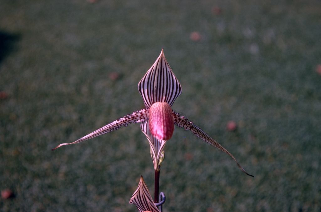 Paphiopedilum elliottianum 'Charles Edwards', October 1970, roll 197010H4 slide 4.  Dr. Jack Fowlie reported in Orchid Digest 44(2):70-76 (March, 1980) that the "Paph. elliottianum 'Charles E.' " and similar of commerce was in fact always a mislabeled clone of Paph. rothschildianum, and not the true elliottianum whose type sheet from 1892 still exists at Kew, a wild-collected specimen of which had recently been discovered, matching the type.