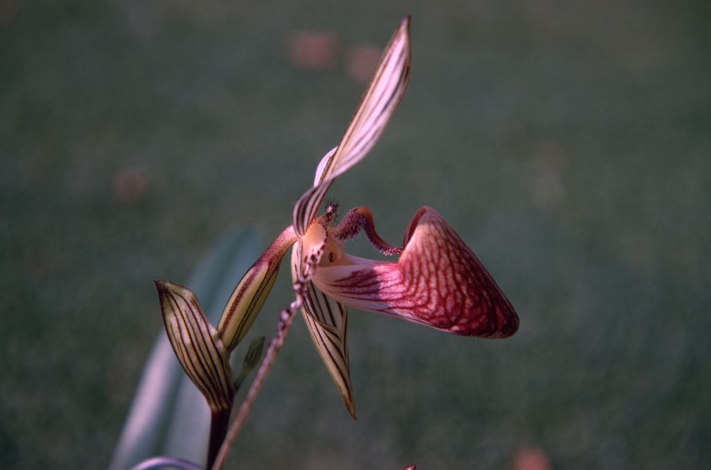 Paphiopedilum elliottianum 'Charles Edwards', side view, October 1970. roll 197010H4 slide 5.  Dr. Jack Fowlie reported in Orchid Digest 44(2):70-76 (March, 1980) that the "Paph. elliottianum 'Charles E.' " and similar of commerce was in fact always a mislabeled clone of Paph. rothschildianum, and not the true elliottianum whose type sheet from 1892 still exists at Kew.
