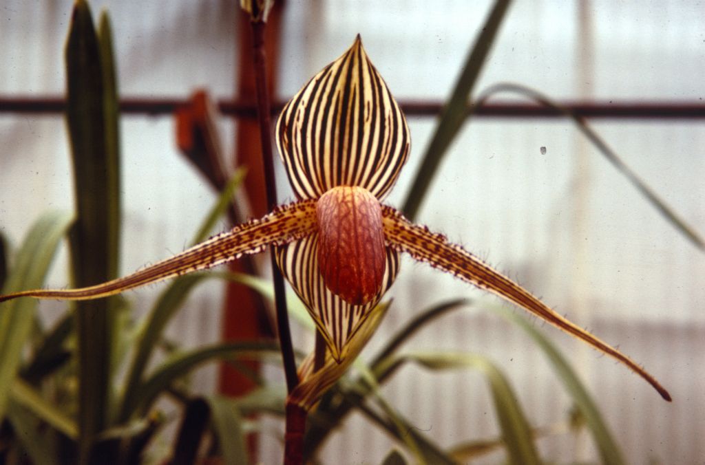 Paphiopedilum rothschildianum, [Norris Powell's], greenhouse view, Duplicate Slide 14, made January 1971, roll 197101H8, matching  roll 196707H3 slide 10 of Norris Powell's plant.  Species described in 1892.