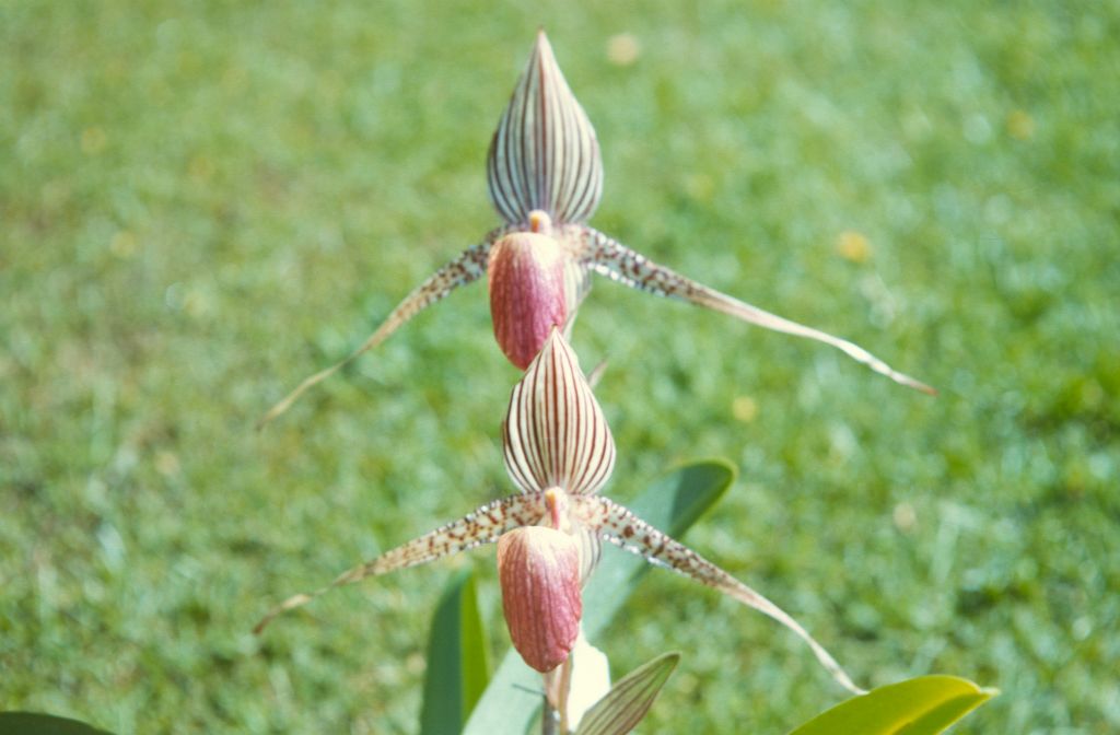 Paphiopedilum rothschildianum 'Mt. Kinabalu', Cryder's, April 1972, roll 197204H7 slide 2.  Species described in 1892.
