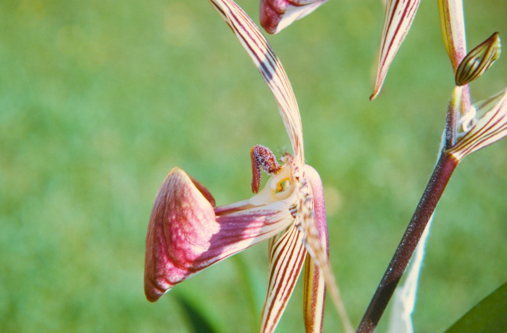 Paphiopedilum rothschildianum 'Mt. Kinabalu', Cryder's, side view, April 1972, roll 197204H7 slide 3.  Species described in 1892.