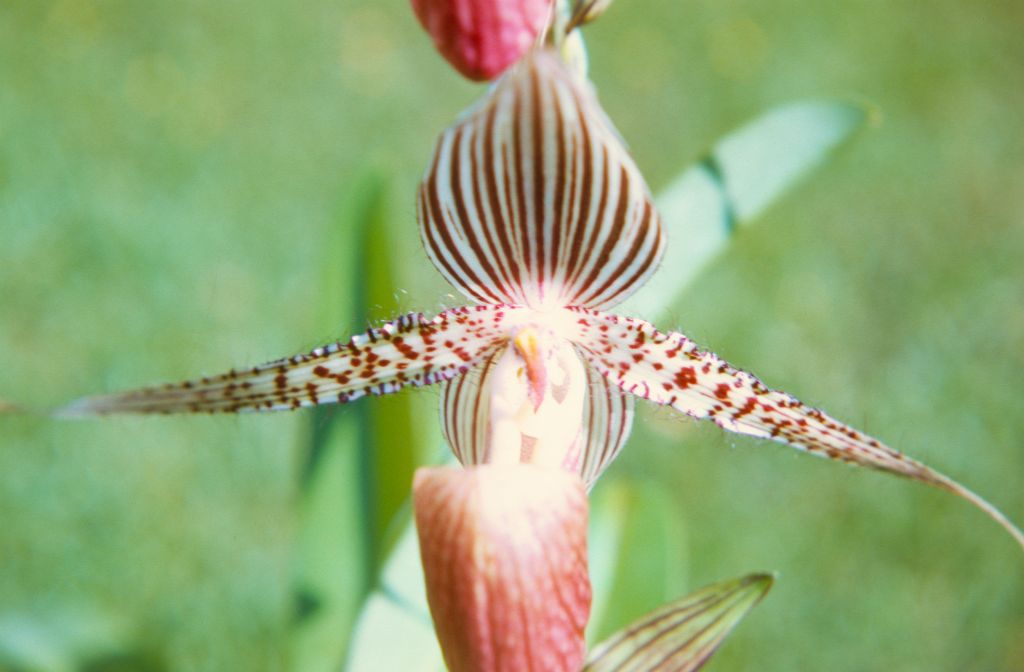 Paphiopedilum rothschildianum 'Mt. Kinabalu', Cryder's, April 1972, roll 197204H7 slide 4.  Species described in 1892.