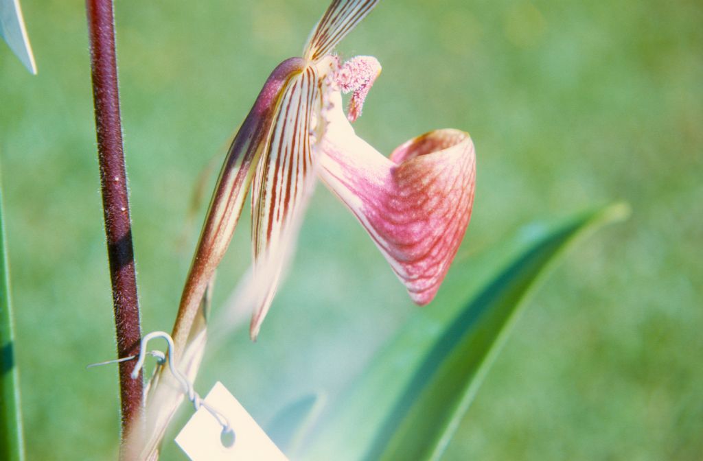 Paphiopedilum rothschildianum 'Mt. Kinabalu', Cryder's, side view, April 1972, roll 197204H7 slide 5.  Species described in 1892.